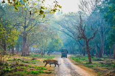 A Tiger crossing a road inside forest and a safari jeep in the background