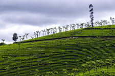 A mountain with green trees and tea plantation