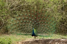 A peacock spread its wings, with trees background