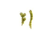Caulerpa geminata