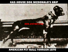 THE gas house dog mcdonalds grip pIT bull dog 1870