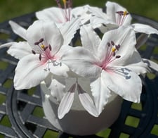 Sugar Flowers Kent