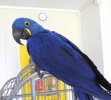 Hyacinth macaw parrot shop