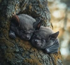 My little sleeping Vampire Bats :)