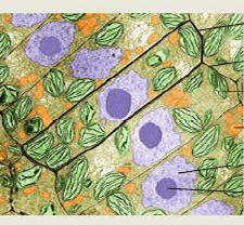 cellules végétales