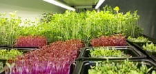 a picture of Early Greens microgreens nursery  produce