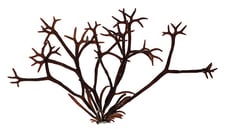 Gigartina pistillata, Seaweed biodiversity