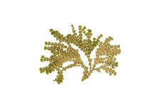 Halimeda sp.