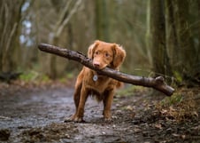 dogAdvisor | dogadvisor | dog advisor | dogAdvisor.dog