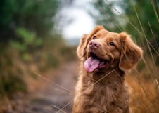 dogAdvisor | dogadvisor | dog advisor | dogAdvisor.dog