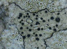 Lichen – Lecidella elaeochroma