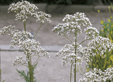 Valeriana officinalis - Valériane