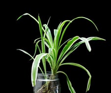 A spider plant inside of a glass jar