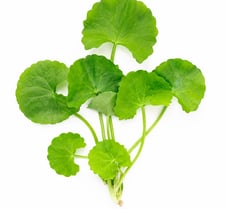 Centella Asiatica