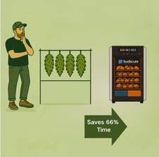 Cannabis hang drying