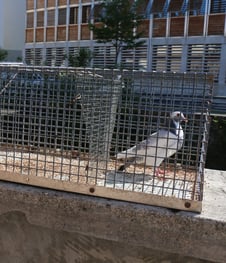 élimination des nuisibles à Valence 