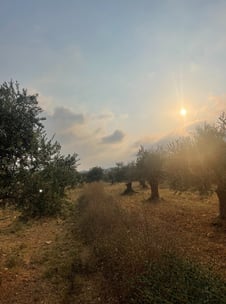 Oliviers libanais sous le soleil au soir tombé