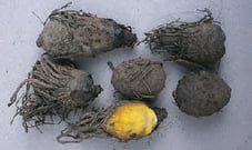 Hypoxis hemerocallidea - pomme de terre africaine