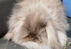 teddy-lop-1