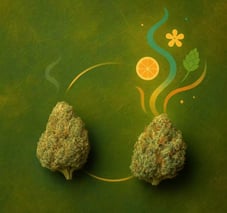 cannabis Terpene