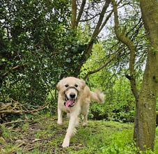Golden Retriever