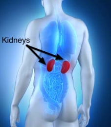 About the kidneys