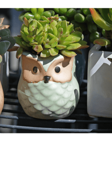 owl planters with succulent