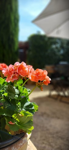Jardin fleuri