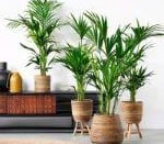 surveillance-logement-arrosage-plante