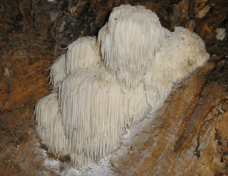 Champignon - Hericium erinaceus (Bull.) Pers. - Hydne hérisson