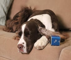 Pet Tunes Bluetooth Speaker