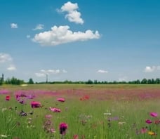 champs de fleurs