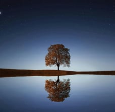 Serene image of tree reflected in a lake