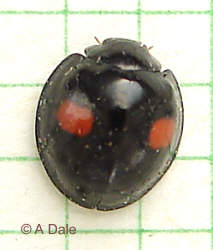 Kidney-spot ladybird