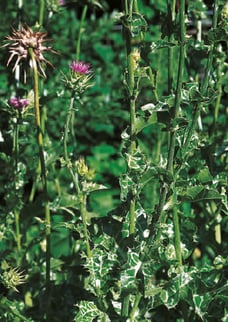 Silybum marianum - Chardon-Marie