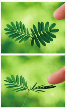 Réponse des plantes au toucher (stimuli physiques)