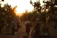 Época de recolección del Algarrobo