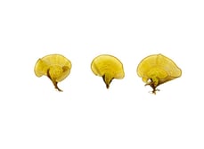 Futuna Seaweeds