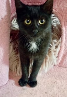 Vorbereitung zur Ausreise-Katzen-Adoption-EU Länder