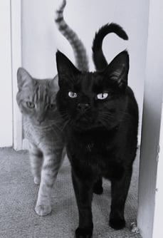 tabby cat and black cat looking into camera - black and white