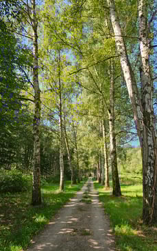 Laura Niepold Wald Wolkenburg