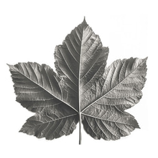 ZŁOTY JAWOR logo