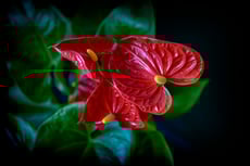Acercamiento de flor de anturio roja con pistilos amarillos y hojas verdes al fondo