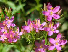 Centaury de Bach Remedy