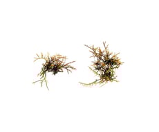 Gelidiella sp.