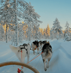a dog sled sled sled dog sled sled sled sl