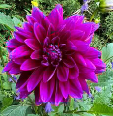 a purple flower with green leaves and purple flowers