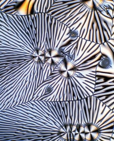 vitamin C under the microscope
