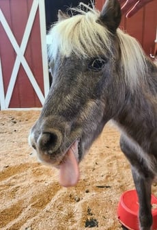 Winston Wildlife Safari - mini horse is giving us the raspberries