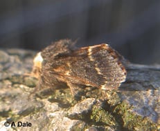 December moth